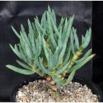 Aloe ramosissima 2-gallon pots