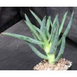 Aloe ramosissima 4-inch pots