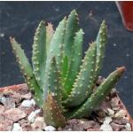 Aloe ramosissima 4-inch pots