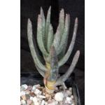 Aloe ramosissima 5-inch pots
