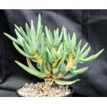 Aloe ramosissima one-gallon pots