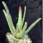 Aloe rapanarivoi 4-inch pots