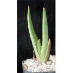 Aloe rapanarivoi 2-inch pots