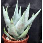 Aloe reitzii one-gallon pots