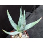 Aloe reitzii 4-inch pots