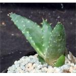 Aloe reitzii 2-inch pots