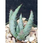 Aloe reitzii 4-inch pots