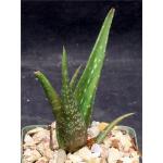 Aloe rendilliorum 4-inch pots