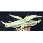 Aloe reynoldsii 5-inch pots