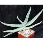 Aloe reynoldsii 4-inch pots