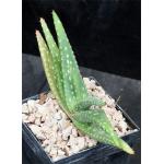 Aloe rigens 5-inch pots