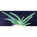 Aloe rigens 4-inch pots