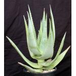 Aloe rivae 2-gallon pots