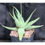 Aloe ruffingiana one-gallon pots
