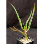 Aloe rupestris 5-inch pots