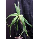 Aloe sabaea 3-gallon pots