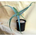 Aloe schelpei 2-gallon pots