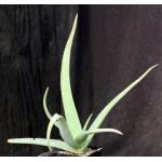 Aloe schelpei 5-inch pots