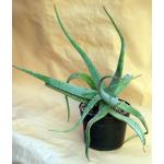 Aloe schelpei 8-inch pots