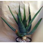 Aloe schoelleri 2-gallon pots