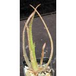 Aloe schomeri 2-inch pots