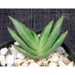 Aloe scobinifolia 3-inch pots