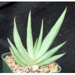 Aloe scobinifolia 4-inch pots