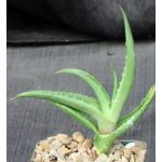 Aloe scobinifolia 4-inch pots