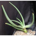 Aloe scobinifolia one-gallon pots
