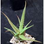 Aloe scorpiodes 5-inch pots