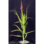 Aloe scorpiodes one-gallon pots