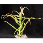 Aloe scorpiodes one-gallon pots