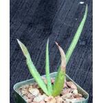 Aloe sereti (Cameroon) 2-inch pots