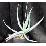 Aloe sereti (Cameroon) one-gallon pots