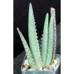 Aloe shadensis 3-inch pots