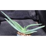 Aloe shadensis 5-inch pots