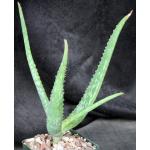 Aloe sinana 4-inch pots