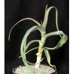 Aloe sinana 2-gallon pots