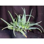 Aloe sinkatana (zub) 3-gallon pots