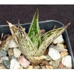 Aloe somaliensis var. marmorata 2-inch pots