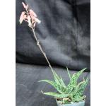 Aloe somaliensis 4-inch pots