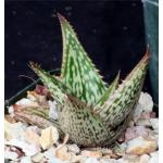 Aloe somaliensis 4-inch pots