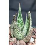Aloe somaliensis var. marmorata 4-inch pots