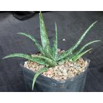 Aloe somaliensis var. marmorata one-gallon pots