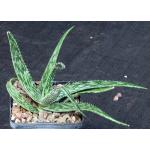 Aloe somaliensis var. marmorata 5-inch pots