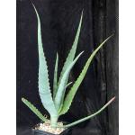 Aloe sp. (Awassa, Ethiopia) 5-inch pots