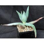 Aloe sp. (Brown-Powys 21) 5-inch pots