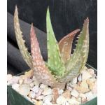 Aloe sp. (Machakos Junction, Kenya) 4-inch pots