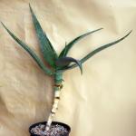Aloe sp. (Yabello, Ethiopia, ES 15334) 2-gallon pots