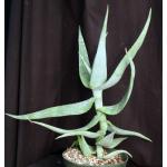 Aloe sp. (Yabello, Ethiopia, ES 15334) 10-inch pots